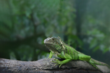 Fototapeta premium Green iguana resting on a tree branch in a lush tropical forest, captured in natural light with soft background blur, showcasing wildlife, nature, and reptile details.