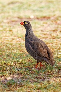 Rotes Spornhuhn