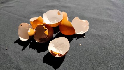 broken shell on black background