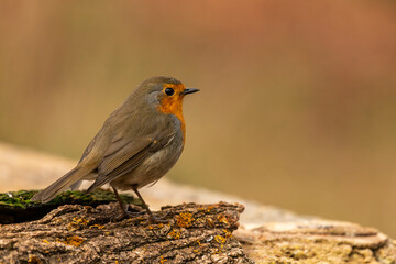 European Robin (Erithacus rubecula) perched on a rock - stock photo
