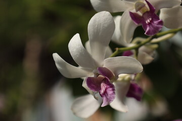 Fototapeta premium pink orchid flower