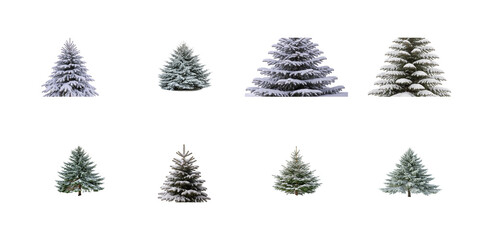 Fototapeta premium Collection of various evergreen fir trees isolated with snow covering branches ready for winter design projects on transparent background