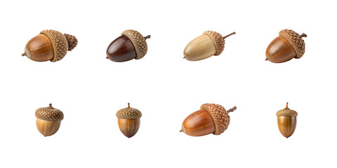 Collection of eight assorted realistic edible oak tree acorns showing variations in color and cap texture on transparent background