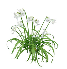 アリウム トリケトラム　4月撮影