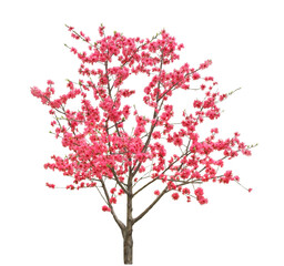 キクモモ　4月撮影　樹高2m