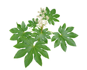 ヤツデ　12月撮影　花が咲いている