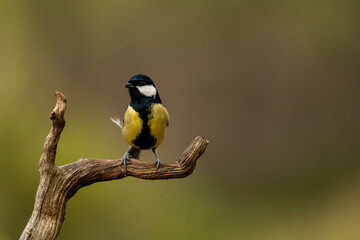 Fototapeta premium Eurasian Blue Tit (Cyanistes caeruleus) perched on a branch, Spain - stock photo