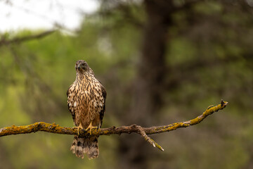 Juvenile Northern Goshawk (Accipiter gentilis) in Spanish forest - 4K stock photo
