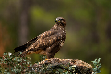 Fototapeta premium Common buzzard (Buteo buteo) with its prey on a rock- stock photo