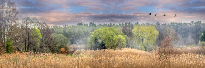 Red Deer Elk Birds Meadow Forest Mist Sunset Panoramic with copy space