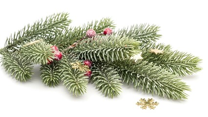 Noble fir or spruce branch with a frosted appearance and small pink and gold accents