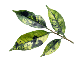 Green leaf branch with black spots isolated on transparent or white background, png