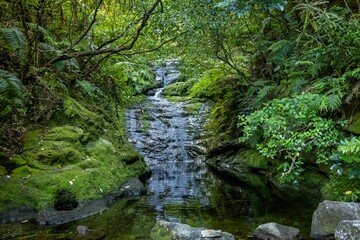 Obraz premium A serene view of a small waterfall cascading through a lush, green forest in New Zealand. Moss-covered rocks line the stream, creating a tranquil and natural scene. The Pinnacles trail, Coromandel.