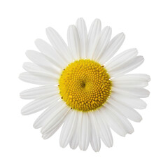 White Daisy Flower Black Background Isolated Macro