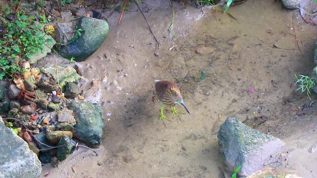 Yellow bittern water bird is fishing walking in river Thailand.