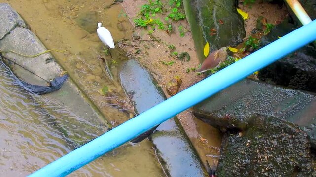 Yellow bittern and great heron egret birds fishing in river.