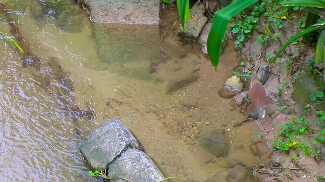 Yellow bittern water bird is fishing walking in river Thailand.