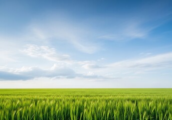 Fototapeta premium Vibrant green wheat field under a serene cloudy blue sky landscape