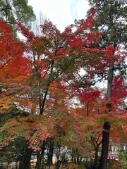 鎌倉の紅葉