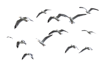 Flock of Flying Seagulls Transparent Background PNG Isolated Design Element