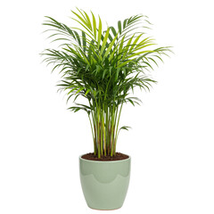 Green Potted Houseplant Transparent Background PNG, Isolated Design Element for Decor