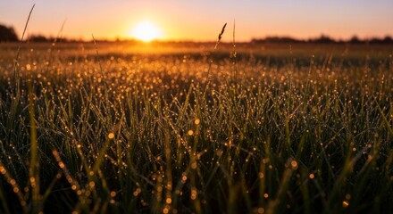 Golden sunrise over wheat field.