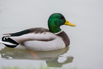 Fototapeta premium Mallard duck swimming in the pond, December 2025, UK.