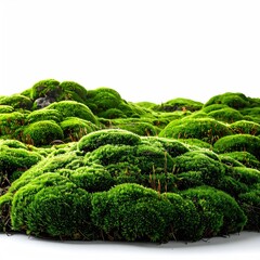 Close-up of a lush, vibrant mossy landscape against a white background.  Small, rounded mounds of moss fill the image, creating a natural, textured surface
