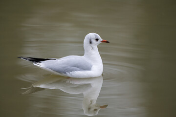 Close up of a black headed gull in winter lake in UK in December 2025