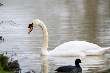 Fototapeta premium Mute common swan swimming in the lake, December 2025 U.K.
