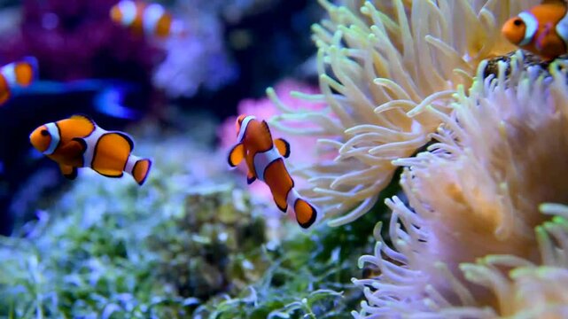 Clownfish swimming near sea anemone in coral reef ecosystem
