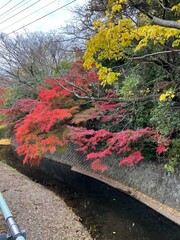 鎌倉の紅葉