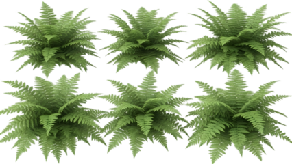 Six green fern plants isolated on transparent background