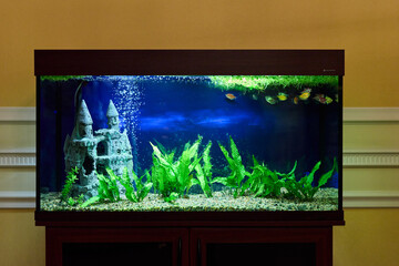 Calm And Vibrant Aquatic Scene Arrangement, Tranquil Underwater Habitat Featuring Castle And Lush Greenery © diczman