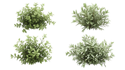 Fototapeta premium Four rosemary herb bushes isolated on transparent background