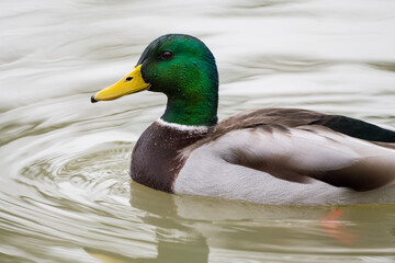 Mallard duck swimming in the pond, December 2025, UK.