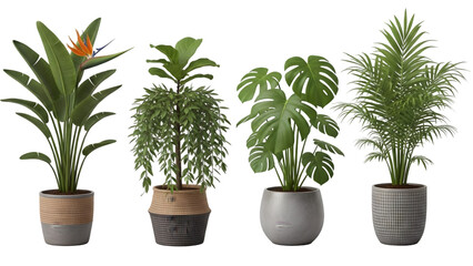 Four different houseplants isolated on transparent background