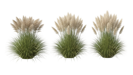 Three pampas grass sprigs isolated elements for design projects isolated on transparent background