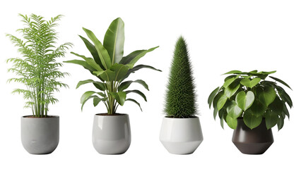 Obraz premium Four plants in white pots isolated on transparent background