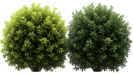 Two green shrubs isolated on transparent background