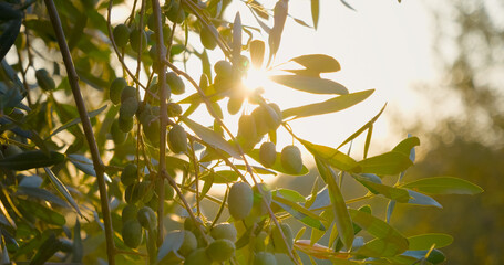 Soft sunlight streaming through olive branches, highlighting verdant olives gradually ripening against lush green foliage in golden morning light