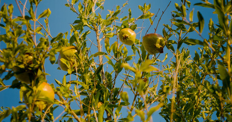 View the unripe pomegranates on branches amidst vibrant green leaves in a tranquil garden. This setting showcases the beauty of nature and the promise of autumn harvest.