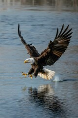 Bald eagle diving into water with outstretched wings