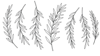 A collection of delicate hand-drawn branches with small leaves.