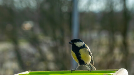 Naklejka premium Charming Great Tit Perched On A Green Container In Bright Outdoor Light During Spring Morning