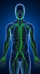 Full Body Lymphatic System Glowing Green &ndash; 3D Medical Render