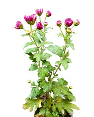 Purple Chrysanthemum Flower Plant PNG - Isolated Flowering Plant on Transparent Background 
A high-resolution PNG graphic of a vibrant Purple Chrysanthemum plant