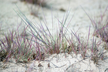 Kompozycja roślinna trawy na wydmach gatunki objęte ochroną.