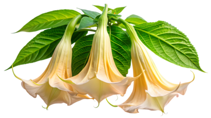 Elegant trumpet flowers blooming