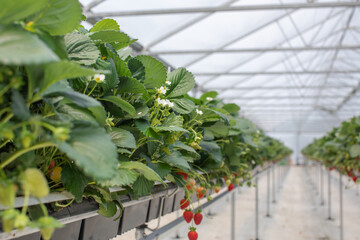 A high-tech strawberry greenhouse featuring long symmetrical rows with ripening strawberries